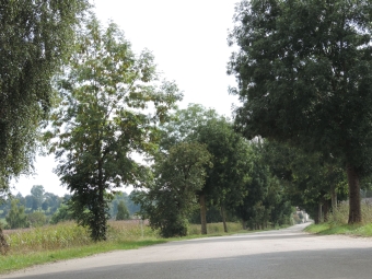 Eschenallee (mit vereinzelten Birken und Kirschbäumen) in Lauterbach